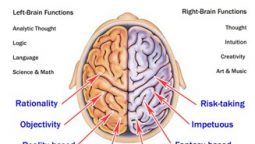 Brain Functions Left Brain Vs. Right Brain