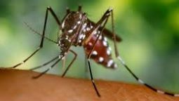 Chikungunya Symptoms, Treatment, Prevention