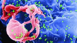 Hepatitis C Virus, Prevention, Transmission, Treatment