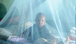 Malaria Symptoms, Prevention, Treatment